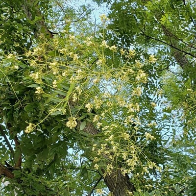 Styphnolobium japonicum — flower