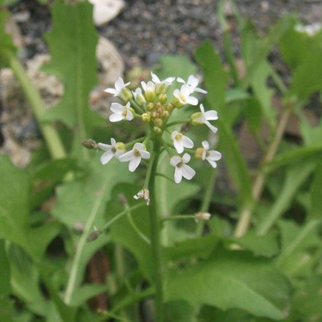 Calepina irregularis — flower