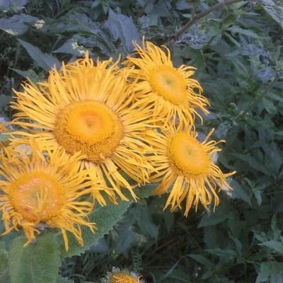 Telekia speciosa — flower
