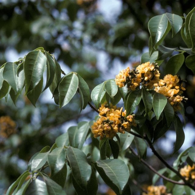 Pterocarpus santalinoides — flower