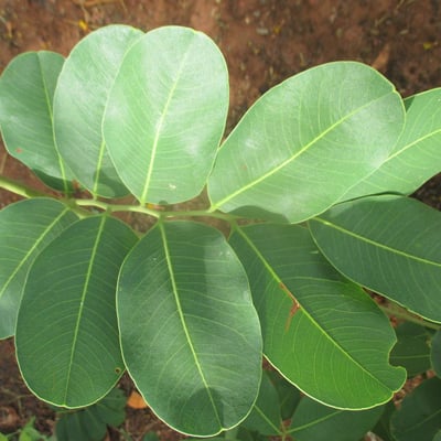 Detarium microcarpum — leaf