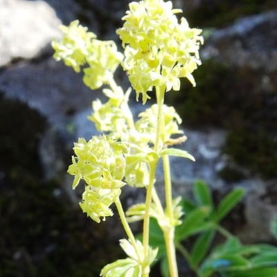 Alchemilla alpina — flower