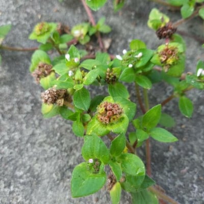 Richardia brasiliensis — flower