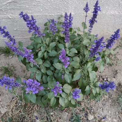 Salvia farinacea — flower