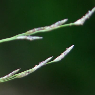 Eragrostis pectinacea — flower