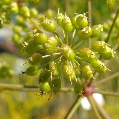 Cicuta virosa — flower