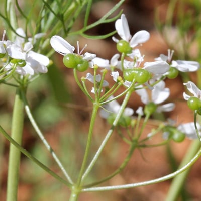 Bifora radians — flower