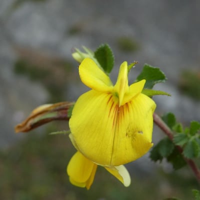 Ononis striata — flower