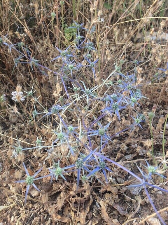 Eryngo