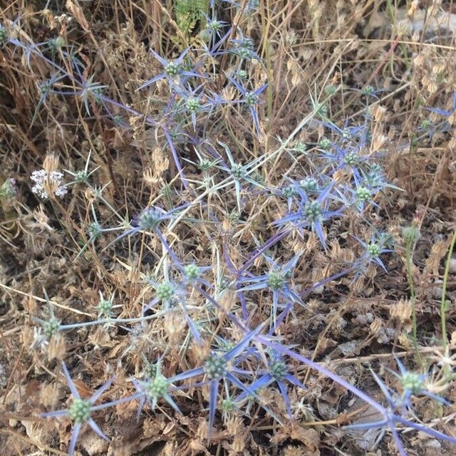 Eryngo