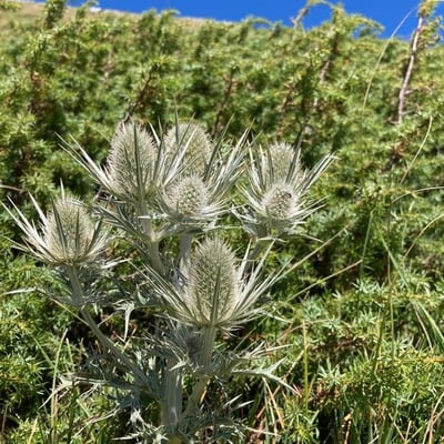 Eryngium spinalba — flower