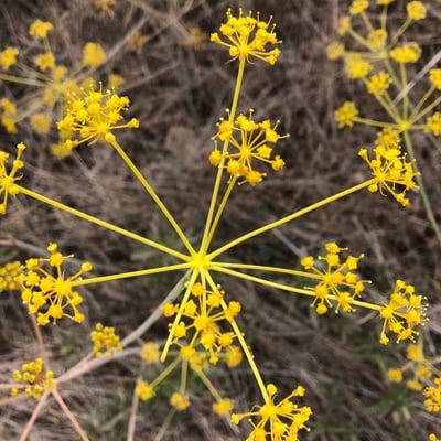 Thapsia villosa — flower