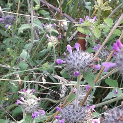 Clinopodium vulgare — flower