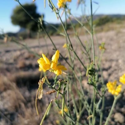 Coronilla juncea — flower