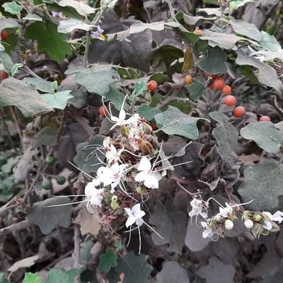 Clerodendrum infortunatum — flower