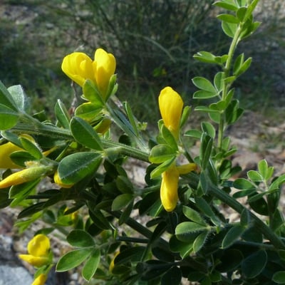 Genista monspessulana — flower