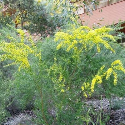 Acacia acinacea — leaf