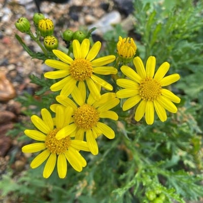 Senecio squalidus — flower