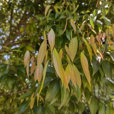 Cinnamomum burmanni — leaf