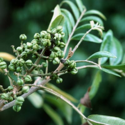 Zanthoxylum martinicense — fruit