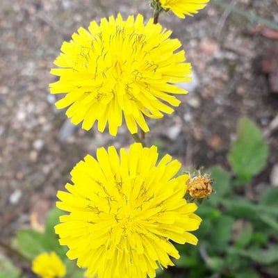 Crepis sancta — flower