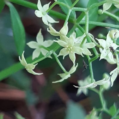Rubia peregrina — flower