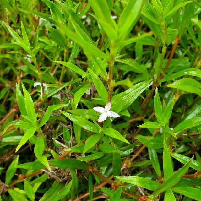 Diodia virginiana — flower
