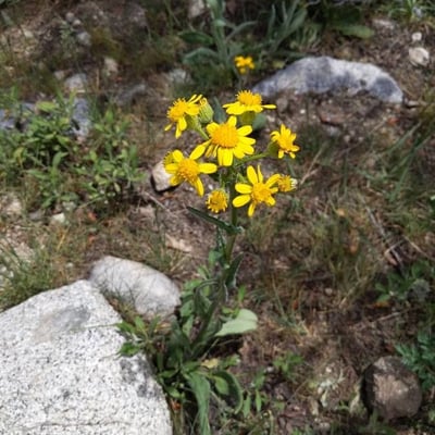 Senecio integerrimus — flower
