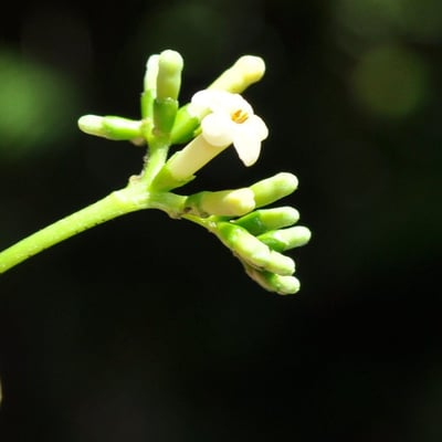 Antirhea borbonica — flower