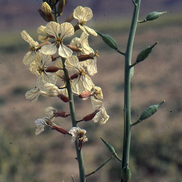 Eruca vesicaria — flower