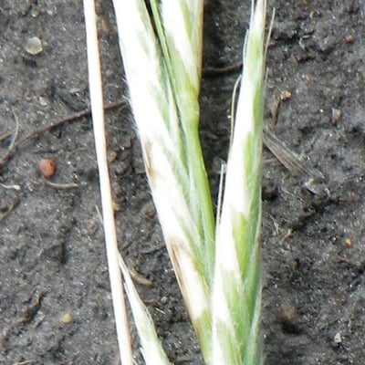 Brachypodium pinnatum — flower