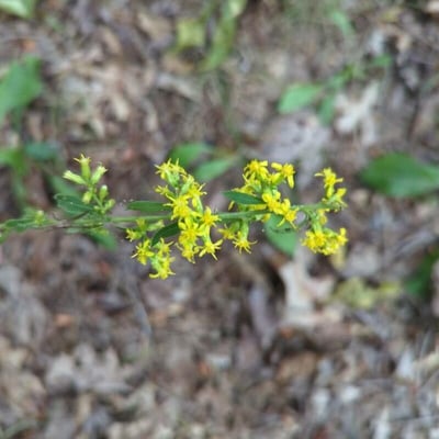 Solidago caesia — flower