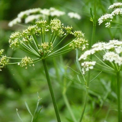 Oenanthe crocata — flower