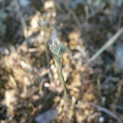 Logfia minima — flower