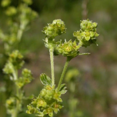 Alchemilla saxatilis — flower