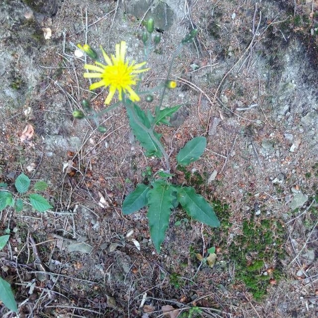 Hieracium lachenalii — flower