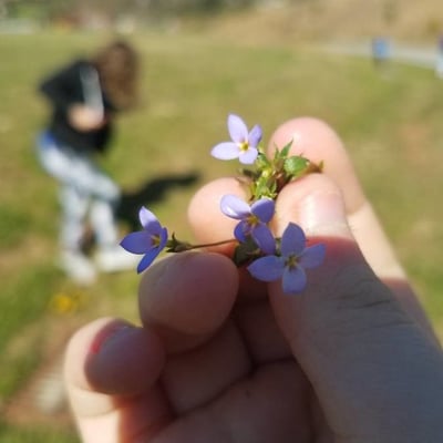 Houstonia pusilla — flower
