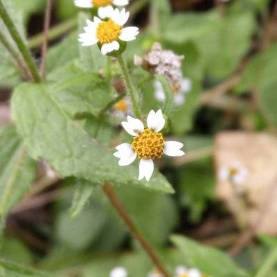 Galinsoga parviflora — flower