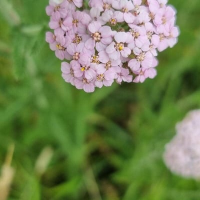 Achillea roseo-alba — flower