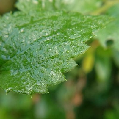 Baccharis anomala — leaf