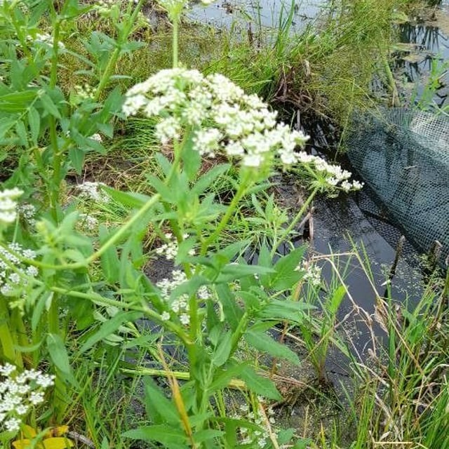 Sium latifolium — flower