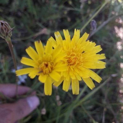 Sonchus tenerrimus — flower
