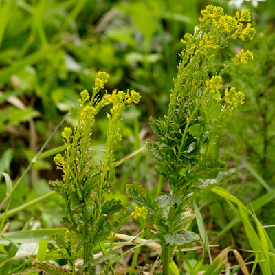 Barbarea stricta — leaf