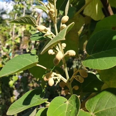 Solanum erianthum — flower