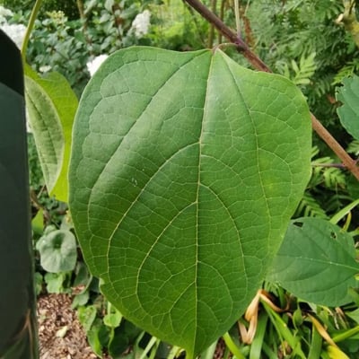 Clerodendrum tomentosum — leaf