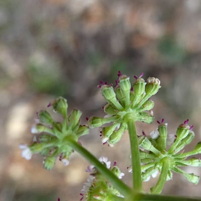 Seseli montanum — flower
