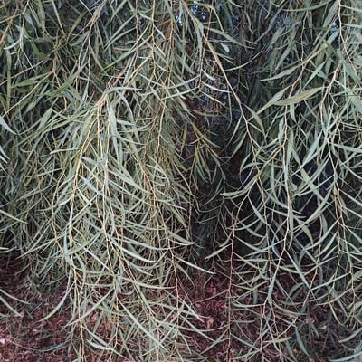 Acacia pendula — leaf