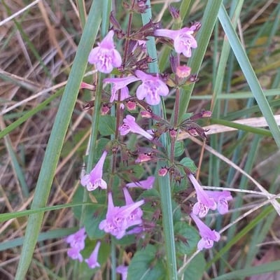 Clinopodium alpinum — flower