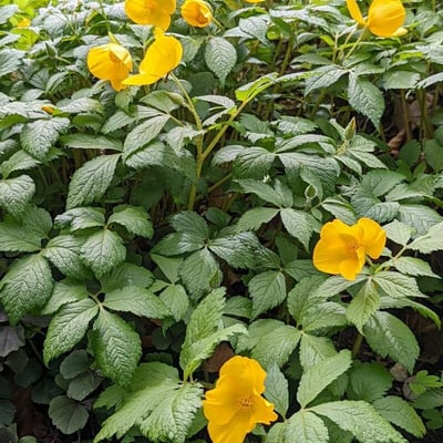Hylomecon japonica — leaf