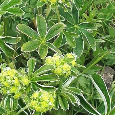 Alchemilla alpina — flower